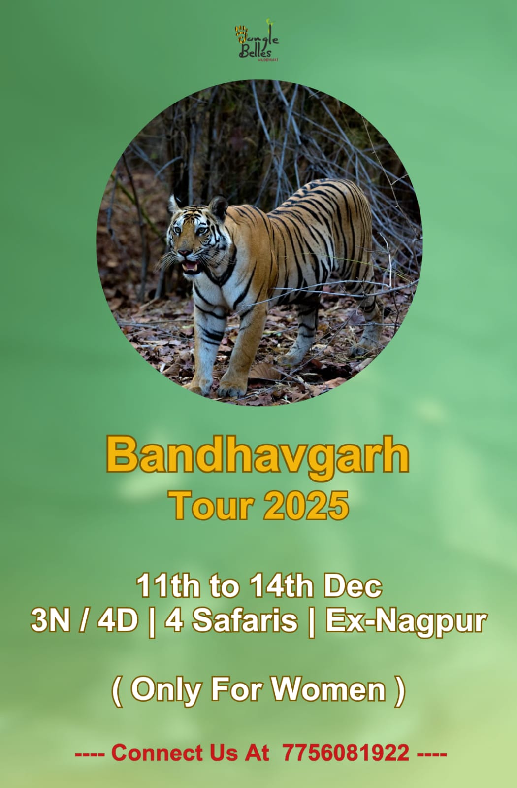 Bandhavgarh Tour 2025 | jungle Belles