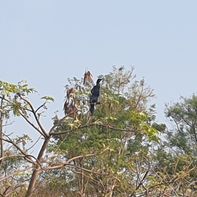 Image-3