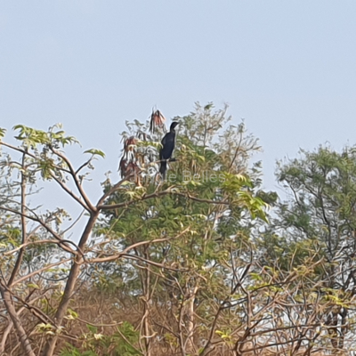 Image-7