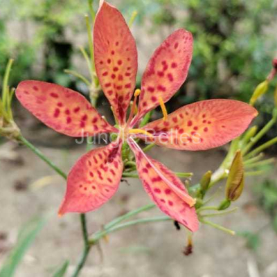 Image-24