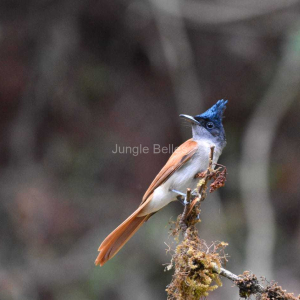 Dandeli Trip Feb 2021