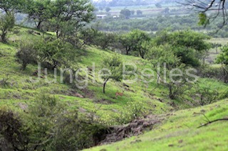 Grassland-July-2021-2