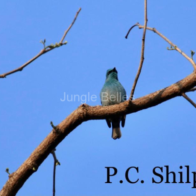 Loghouse-Birding-13