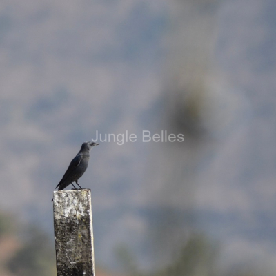 Loghouse-Birding-15