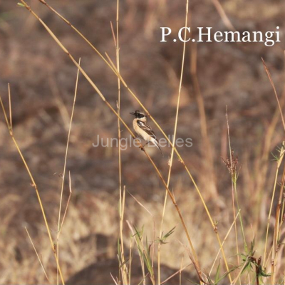 Loghouse-Birding-16