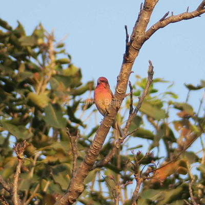 Loghouse-Birding-18