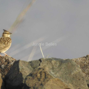 Loghouse Birding Tour 2021