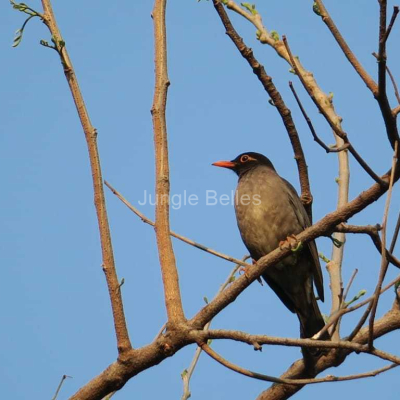 Loghouse-Birding-23