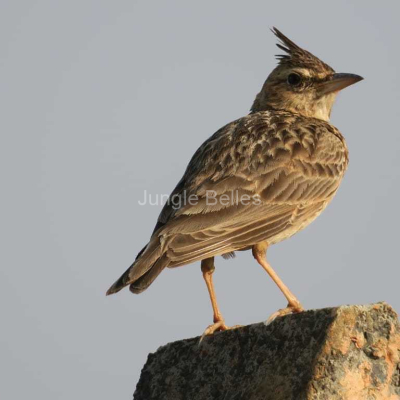 Loghouse-Birding-6