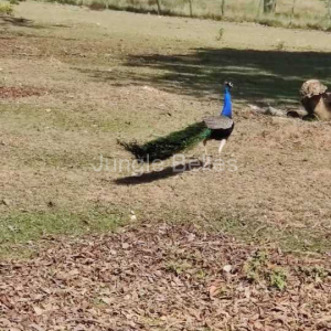 Pench Tour May 2024