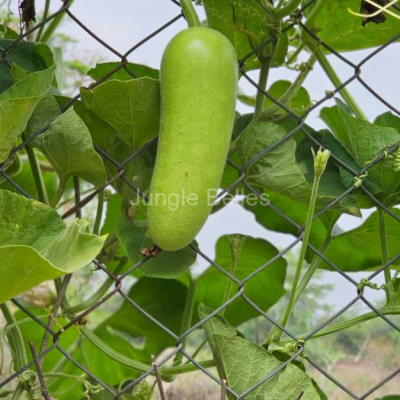 IMG-20240525-WA0036