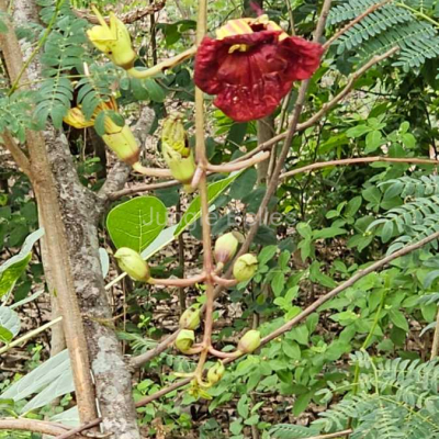 IMG-20240525-WA0040